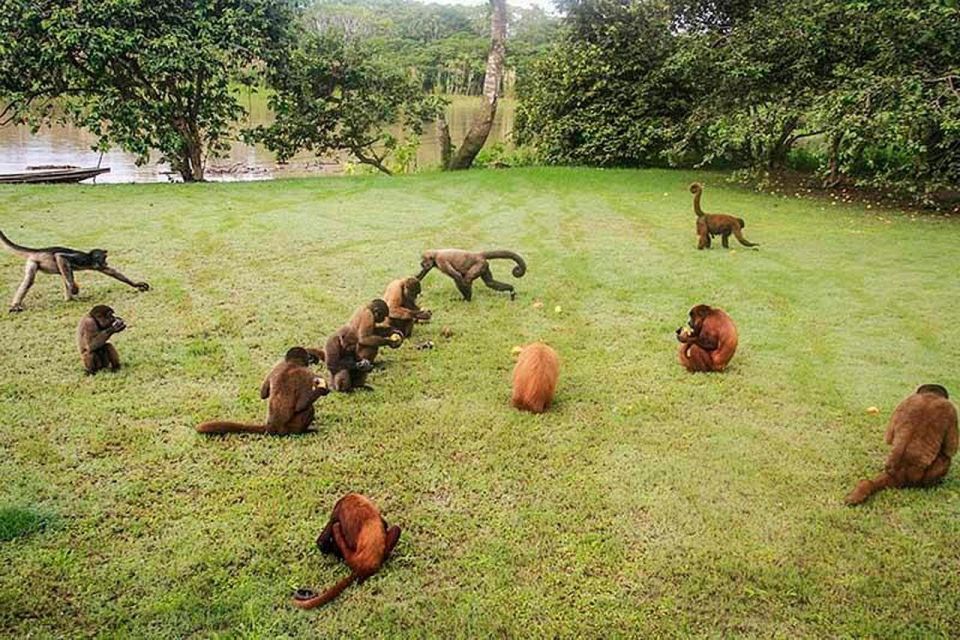 Tambopata: Tour of Monkey Island and Lake Sandoval 3-Days - Day 2: Lake Sandoval Wildlife Observation