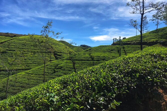 Tea Adventure- Haputale, Tea Plantation Tour With Lunch - Last Words