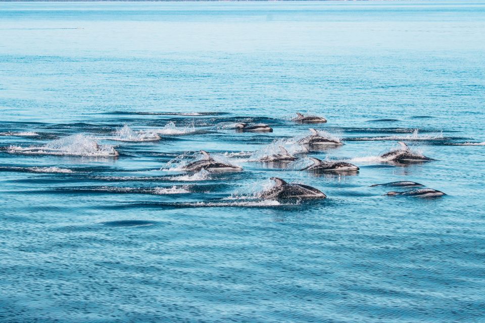 Telegraph Cove: Half-Day Whale Watching Tour - Vessel Information