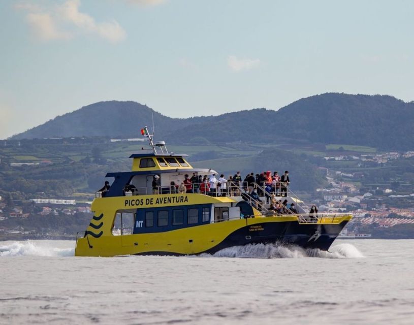 Terceira: Half-Day Dolphin and Whale Watching Tour - Last Words