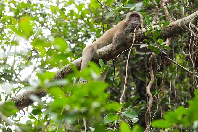 The Little Amazon and Sri Phang Nga Waterfall Full Day Tour From Khao Lak - Last Words