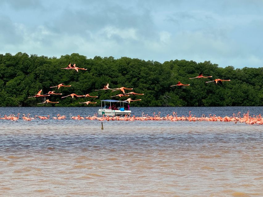 Tour Celestún Mangroves, Pink Flamingos and Beach - Directions and Itinerary