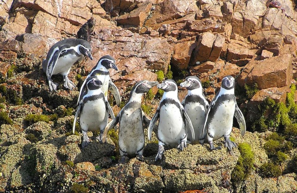 Tour to Ica, Paracas, and Ballestas Islands From Lima for 1 Day - Additional Information