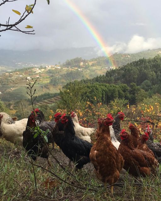 Traditional Cooking Class and Farm Tour in the Douro Valley - Common questions