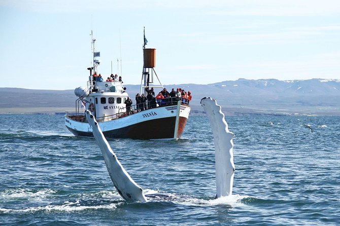 Traditional Whale Watching Tour From Húsavík - Tour Logistics