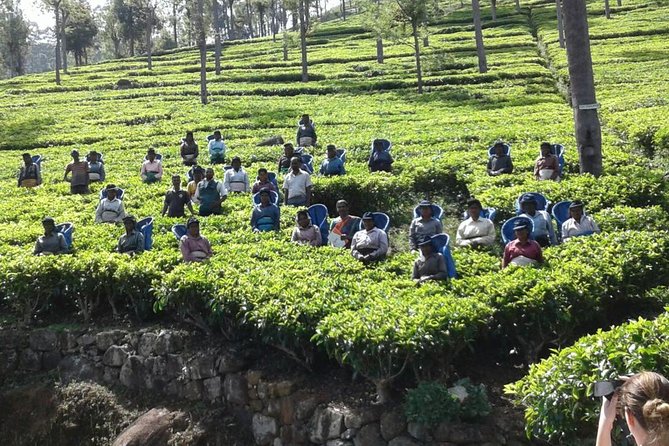 Trekking & Picnic in The Tea Plantation From Ella, Haputale & Bandarawela - Common questions