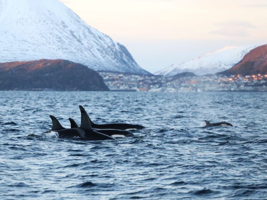 Tromsø 3-Days Whale Watching, Northern Lights & Dog Sledding - Common questions
