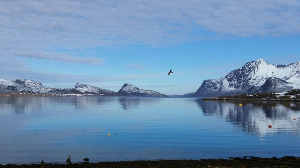 Tromsø: Arctic Landscape and Fjord Tour - Customer Reviews Summary