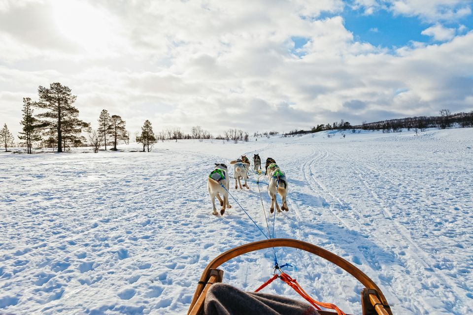 Tromsø: Husky Sled Self-Drive With Traditional Lunch - Common questions