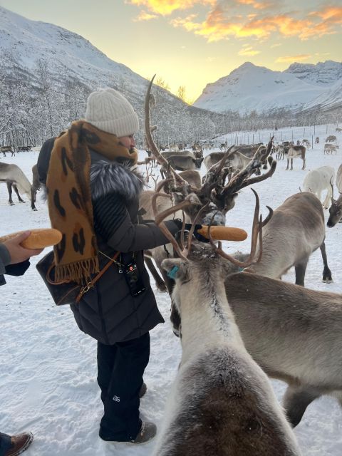 Tromsø: Reindeer Experience in Sami-Camp