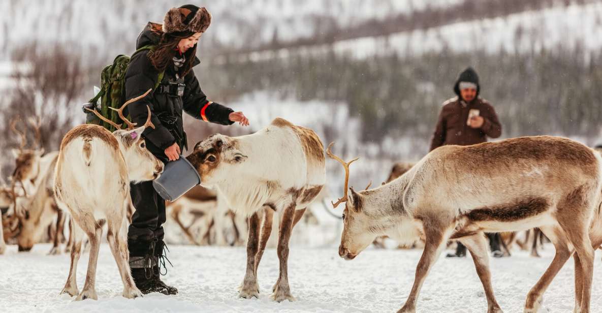 Tromsø: Reindeer Sledding & Feeding With a Sami Guide - Meeting Point Details