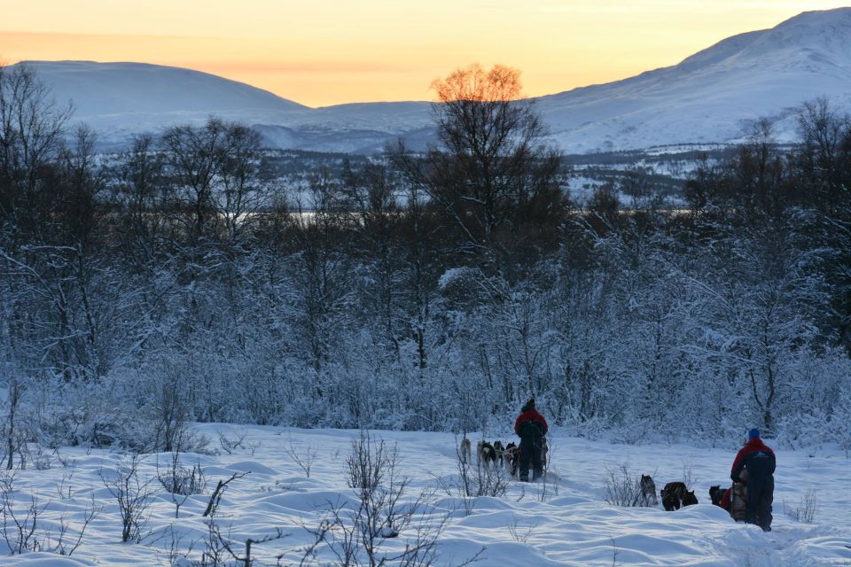 Tromsø: Self-Drive Husky Dog Sledding Adventure - Complimentary Treats