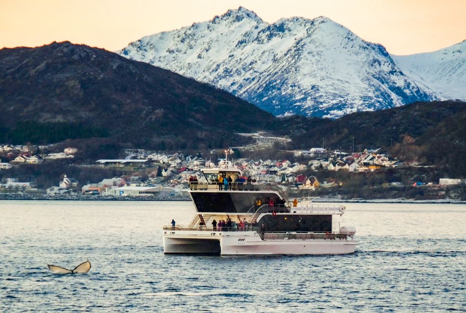 Tromsø: Whale Watching Tour by Hybrid-Electric Catamaran - Common questions