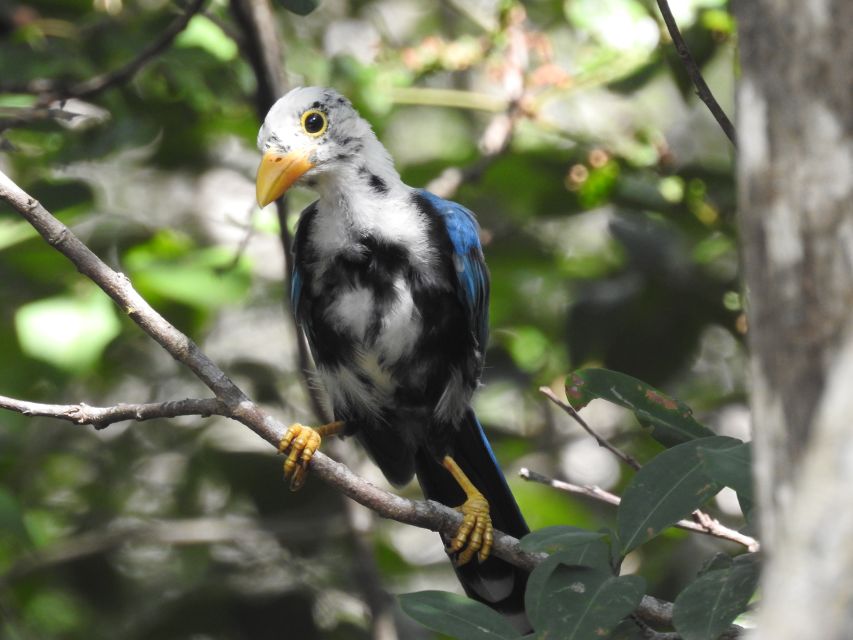 Tulum: Sian Ka'an Biosphere Reserve Guided Birdwatching Hike - Common questions