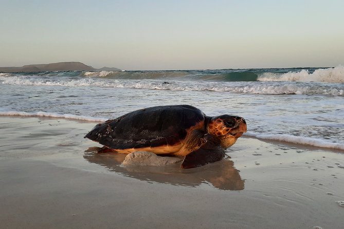 Turtle Watching Tour at Cape Verde  - Santa Maria - Tour Highlights