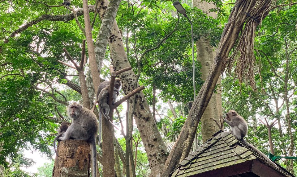 Ubud: Monkey Forest, Rice Terrace & Waterfall Guided Tour - Common questions