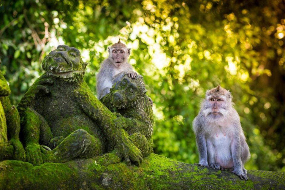 Ubud: Monkey Forest, Waterfall & Rice Terraces Guided Tour - Common questions