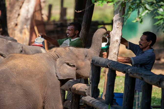 Udawalawe National Park Private Safari With Elephant Transit Home - Common questions