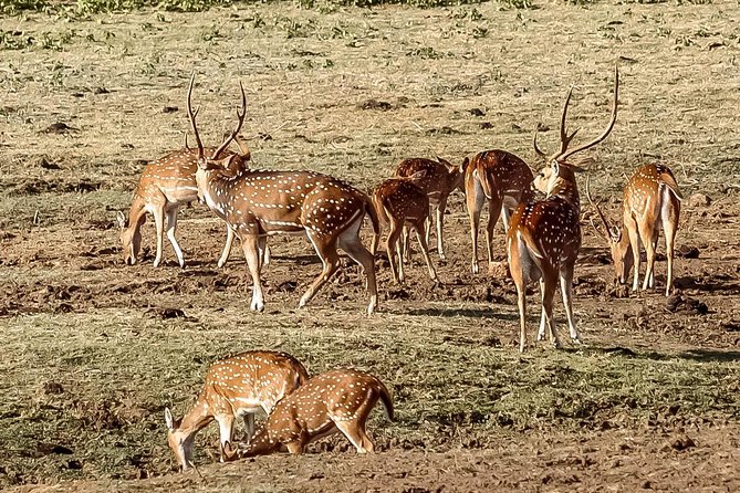 Udawalawe National Park Private Safari With Naturalist - Common questions