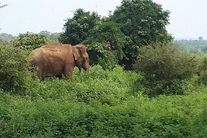 Udawalawe National Park Safari From Mirissa Galle Weligama - Last Words