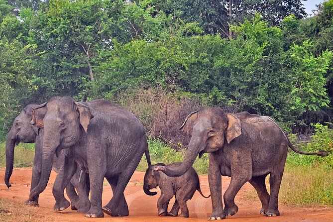 Udawalawe National Park Safari From Weligama - Directions and Contact Information