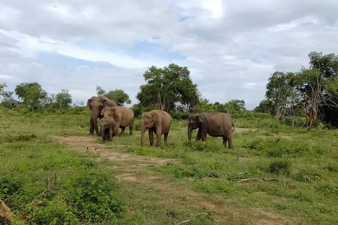 Udawalawe National Park Safari Jeep - Making the Most of Your Safari