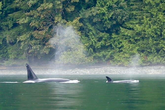 Vancouver Island Whales, Wildlife and Culture - Directions and Parking