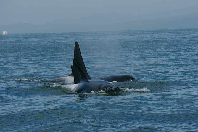 Vancouver Whale Watching Safari - Viator Booking Details