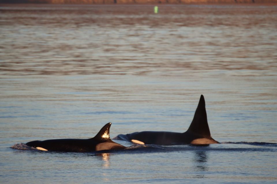 Vancouver Whale Watching Safari - Last Words