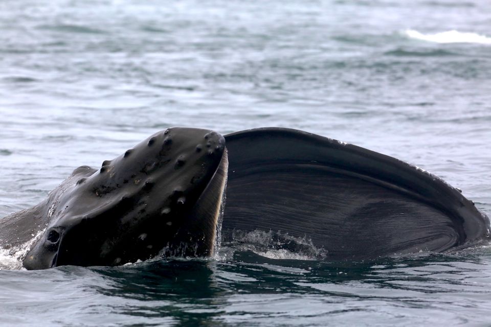 Victoria, BC: 3-Hour Ultimate Whale & Marine Wildlife Tour - Last Words