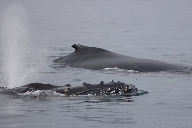 Victoria Shore Excursion: Whale-Watching Cruise With Expert Naturalist Guides - Copyright Notice