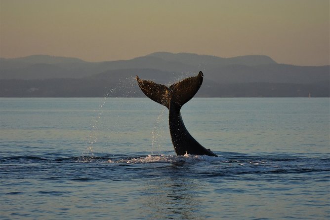 Victoria Sunset Whale-Watching Catamaran Sailing Tour - Check-In Process