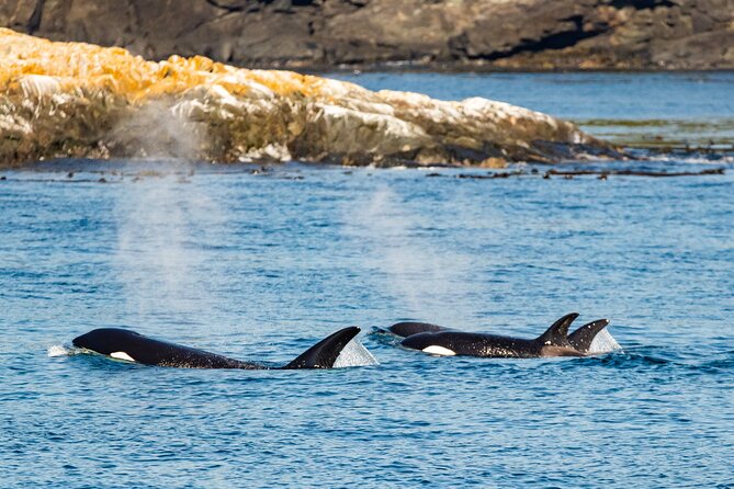 Victoria Whale Watching Tour on a Covered Vessel - Last Words