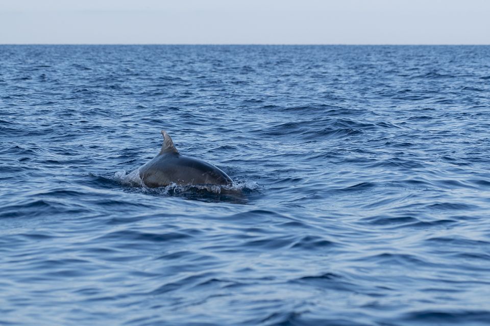 Vrsar: Dolphin Sunset Adventure With Speedboat - Safety Guidelines