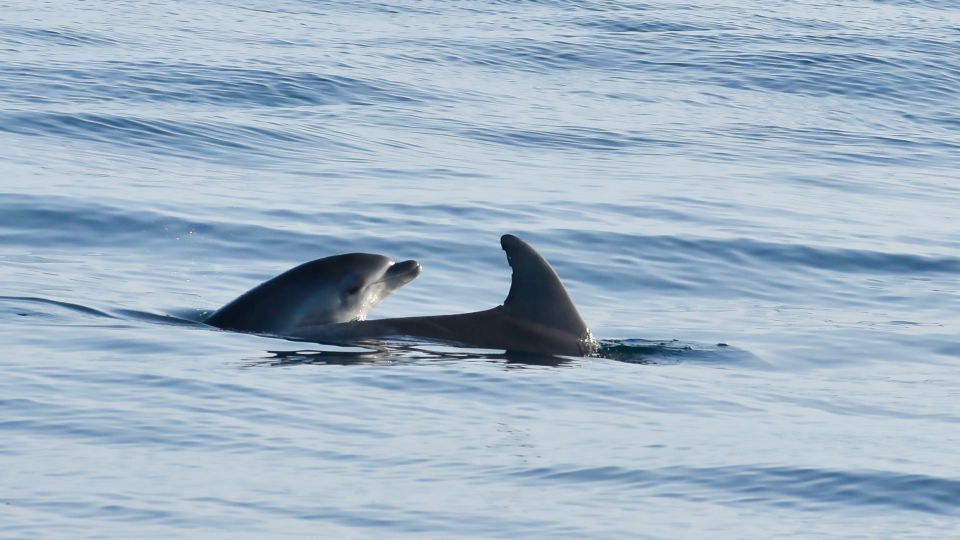 Vrsar: Dolphin Watching Boat Ride - Common questions