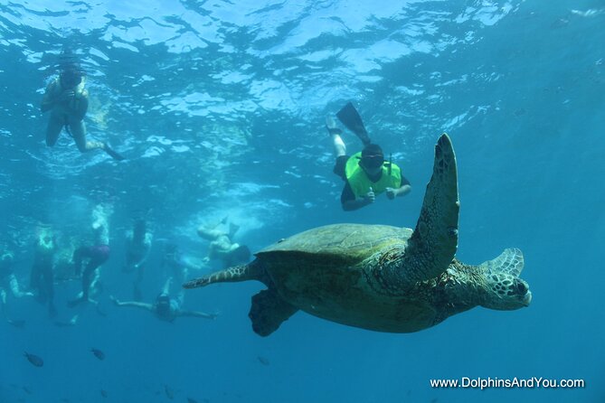 Waikiki Turtle Canyon Snorkel With Lunch and Hula Dancing - Departure Details