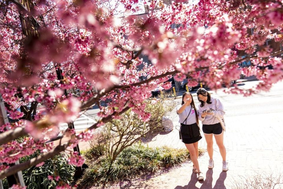 Washington DC : Cherry Blossom Walking Tour - Last Words