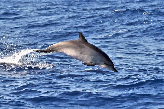 Whale & Dolphin Watching in Madeira - Common questions