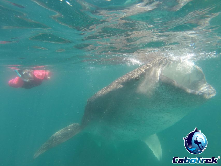 Whale Shark Experience - Directions