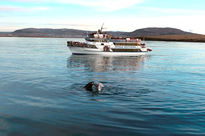 Whale-Watching Boat Tour With Expert Guide From Reykjavik - Last Words