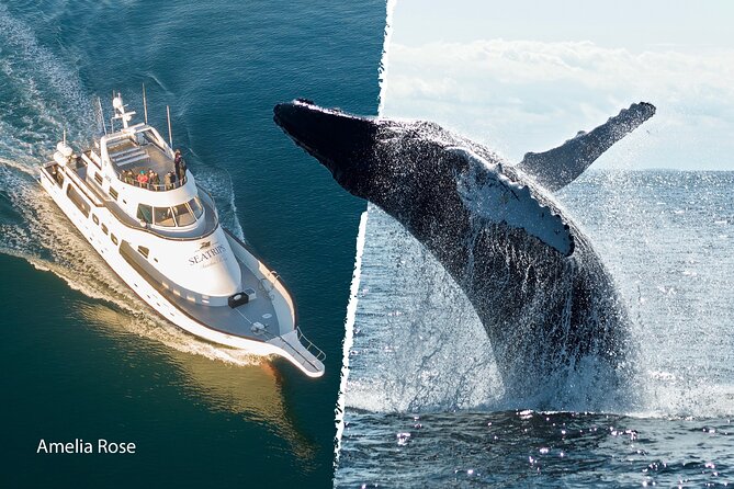 Whale Watching Cruise on a Yacht in Reykjavik - Common questions