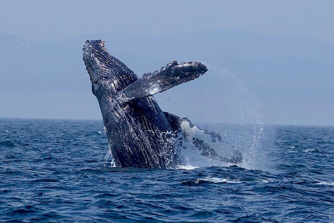 Whale Watching Cruise With Expert Naturalists - Common questions