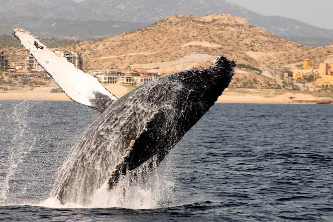 Whale Watching Dinner Cruise in Cabo San Lucas - Common questions