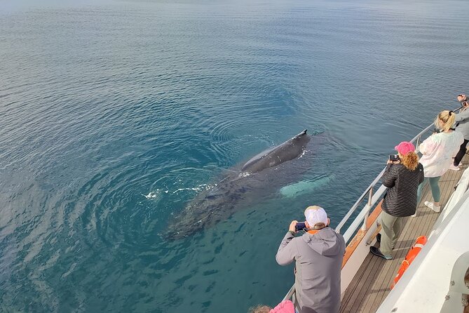 Whale Watching & Dolphin Yacht Cruise - Last Words