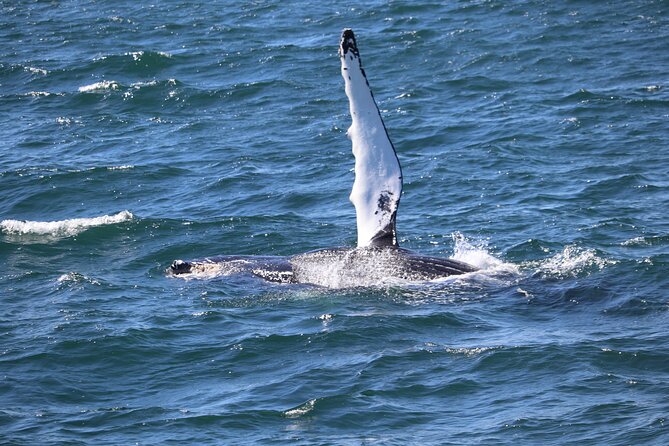 Whale Watching & Lava Tunnel With Transfer From Reykjavik - Additional Reminders & Recommendations