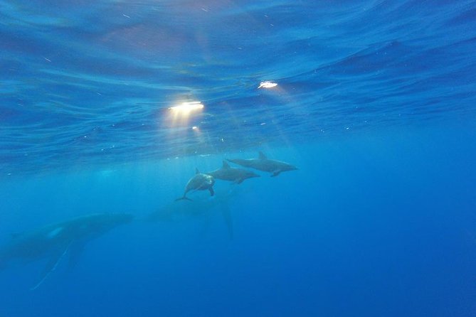 Whale Watching Tours in Bora Bora - Afternoon Pickups