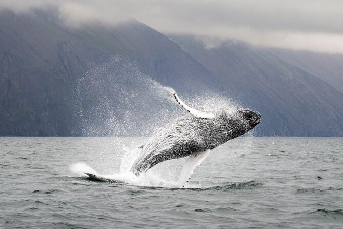 Whales and Puffins Tour From Husavik - Last Words