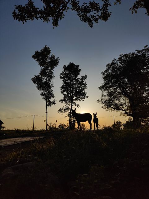 Wild Spring Ranch: Rakovica, Croatia, Horse Riding - Common questions