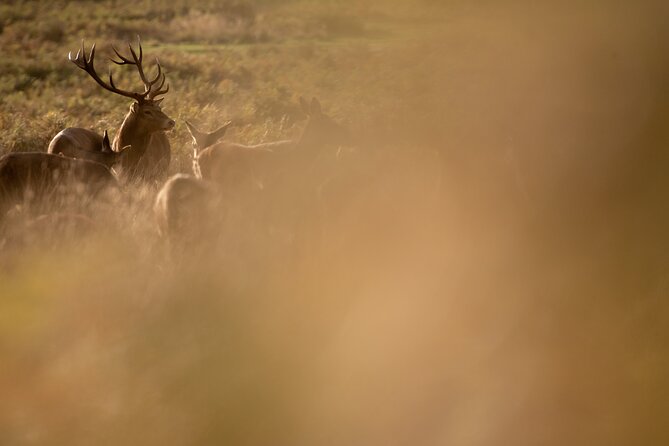 Wildlife Photography Workshop in Richmond Park in London - Common questions