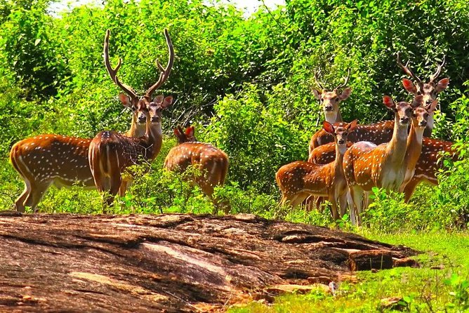 Wildlife Sri Lanka Tour 10 Days - Refund Policy